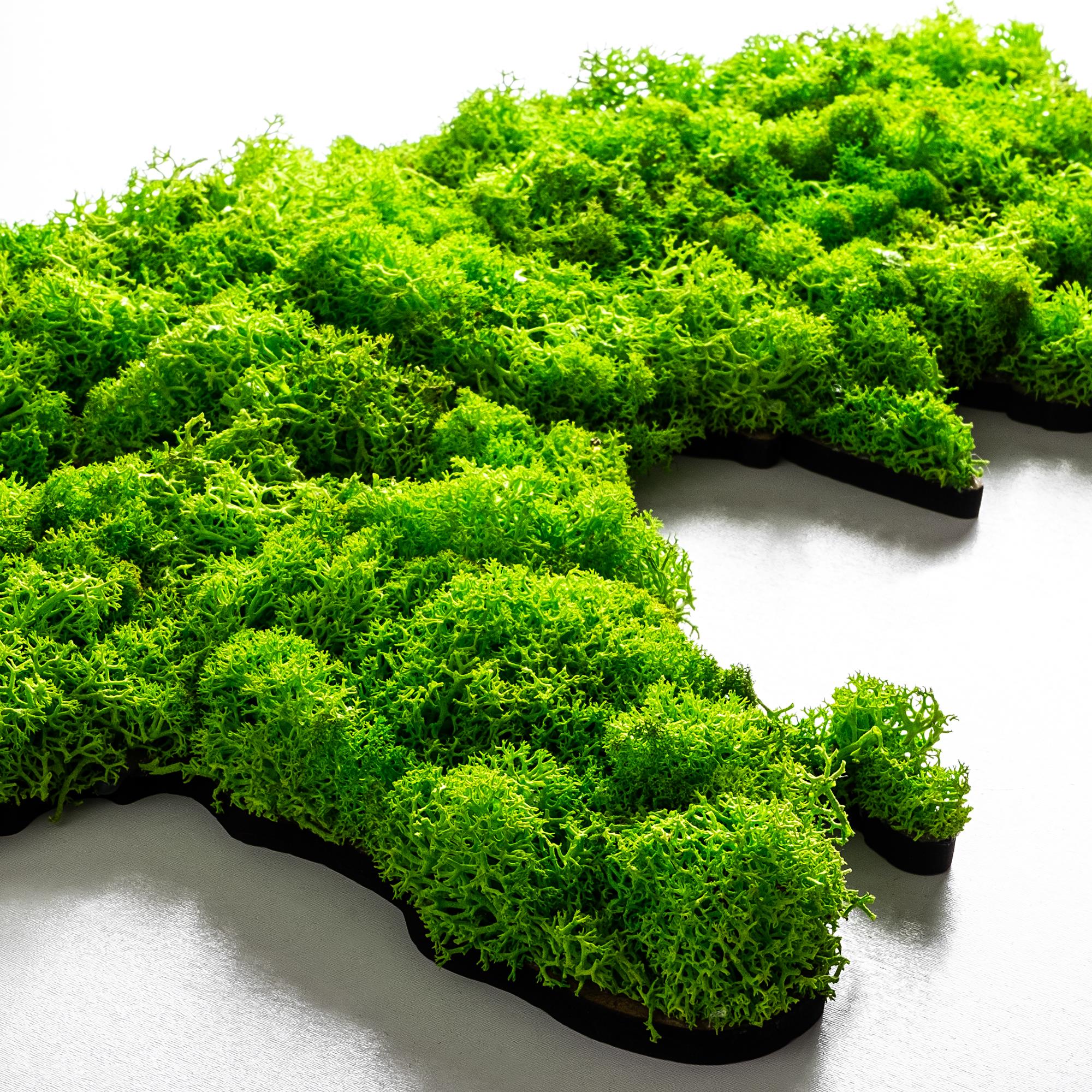 YNS-017 Dekoratif Yosun Duvar Tablosu | ByLamp