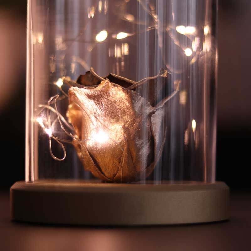 Illuminated Glass Fanus Gold Fading Rose Lamp
