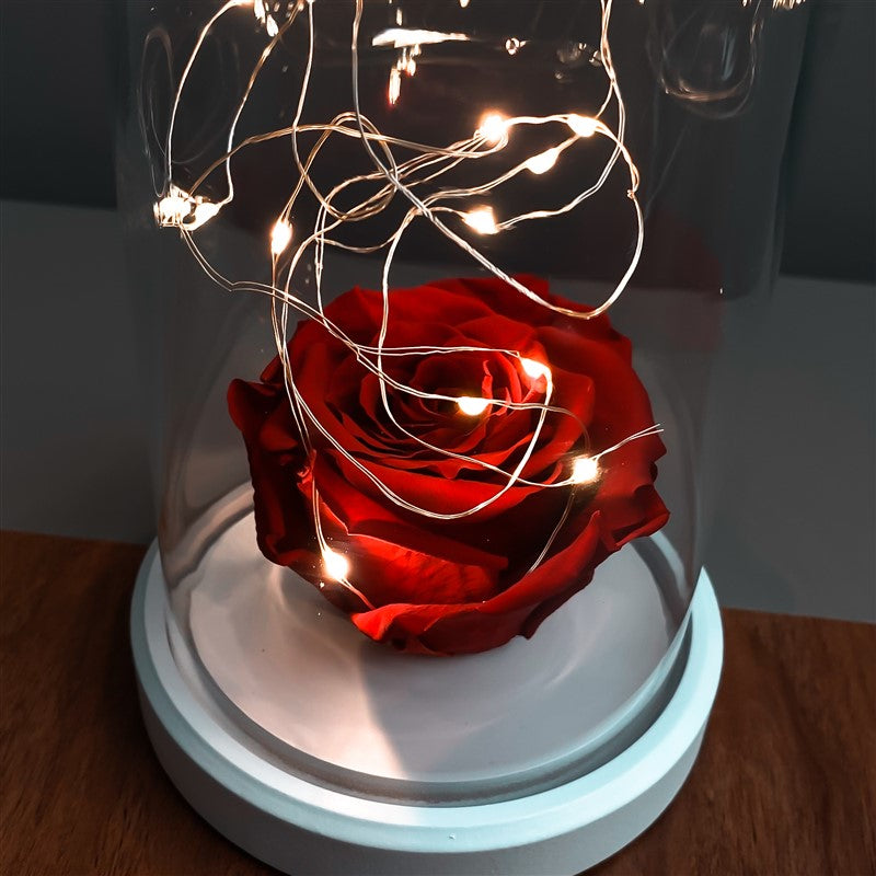 Red-faded rose illuminated glass fanus lamp