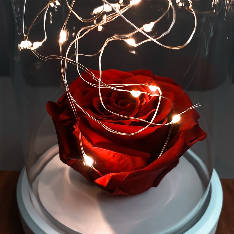 Red-faded rose illuminated glass fanus lamp