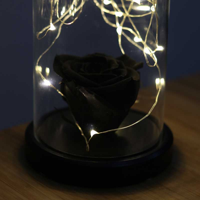 Black faded rose illuminated glass fanus lamp