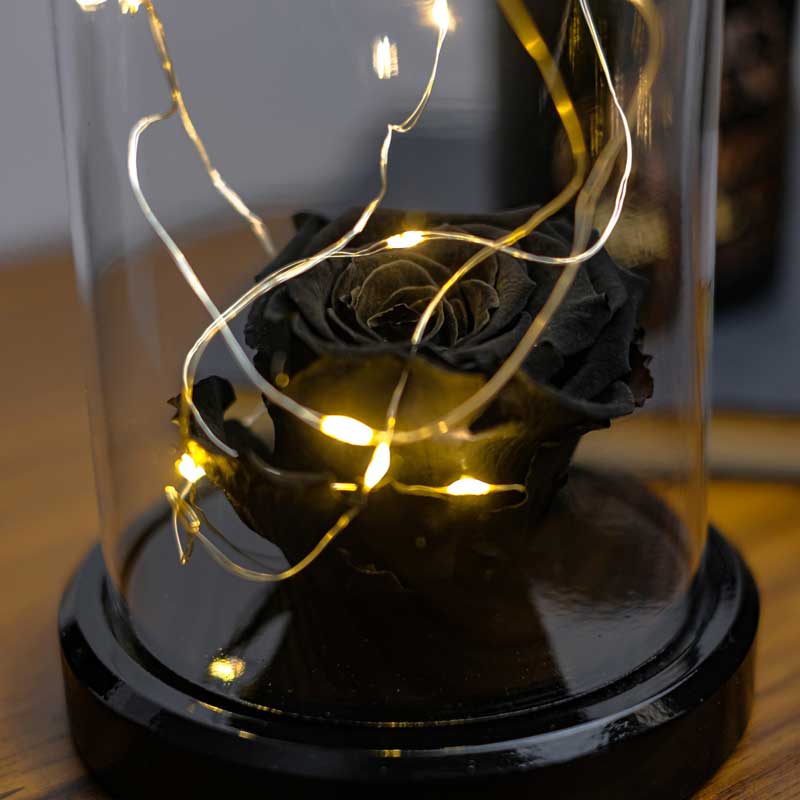 Black faded rose illuminated glass fanus lamp